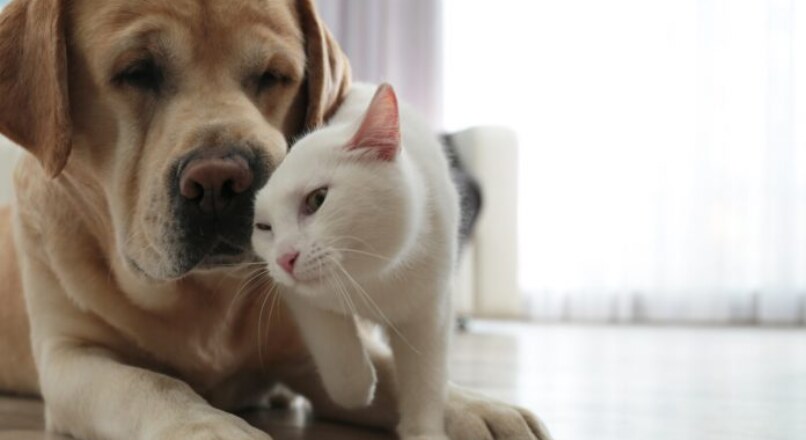 Cómo los animales domésticos pueden fortalecer o debilitar un matrimonio: una guía para sobrevivir a las crisis