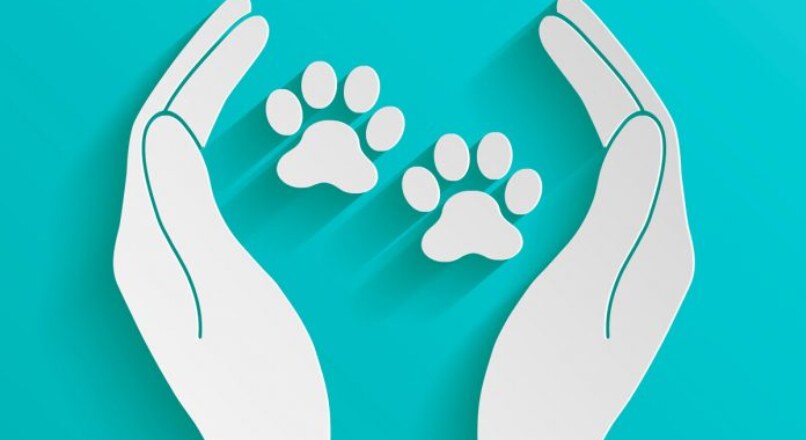 Protección Animal: Debatiendo el Anteproyecto de Aumento Penológico